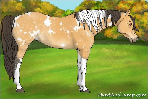 Horse Color:White Spotted Buckskin Tobiano 