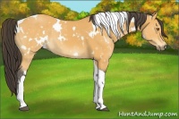 Horse Color:White Spotted Buckskin Tobiano 