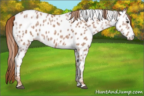 Horse Color:Chestnut Ice Appaloosa 