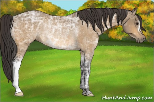 Horse Color:Buckskin Ice Rabicano 