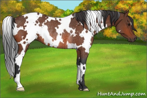 Horse Color:White Spotted Bay Rabicano 