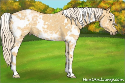 Horse Color:White Spotted Palomino Ice 