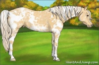 Horse Color:White Spotted Palomino Ice 