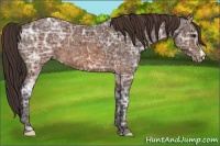 Horse Color:Buckskin Ice Appaloosa 