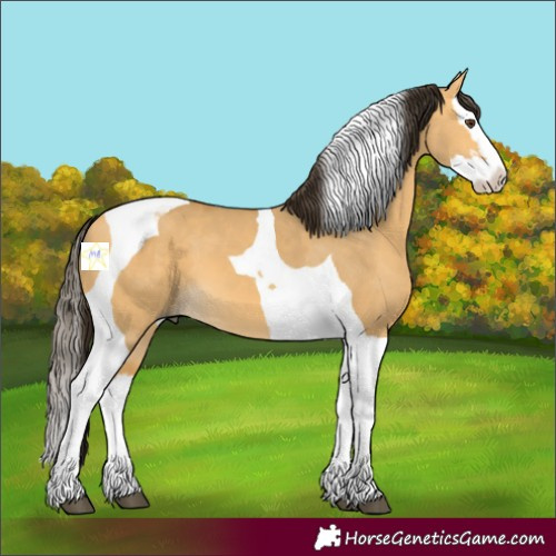 Horse Color:Buckskin Dun Splash Tobiano 