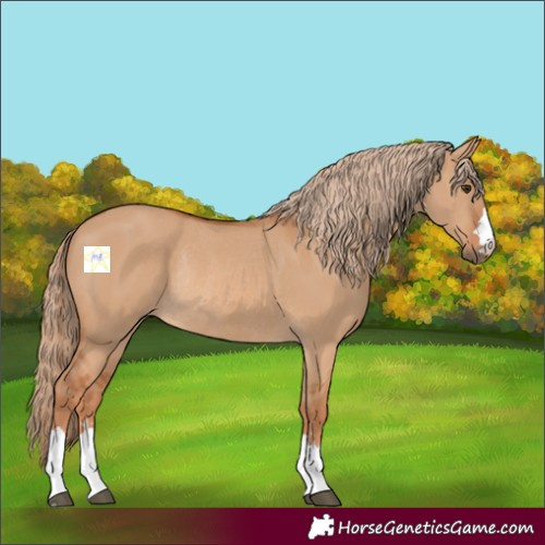 Horse Color:Red Dun Rabicano