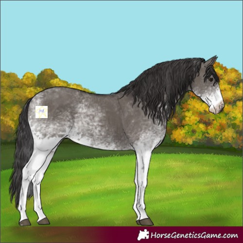 Horse Color:White Spotted Smoky Grullo 
