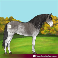 Horse Color:White Spotted Smoky Grullo 