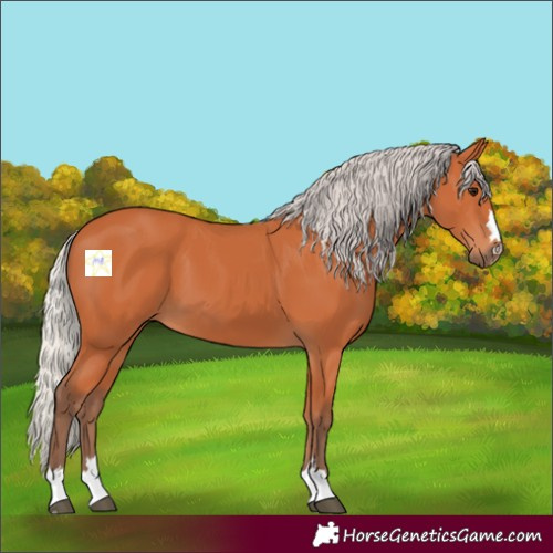 Horse Color:Silver Bay 