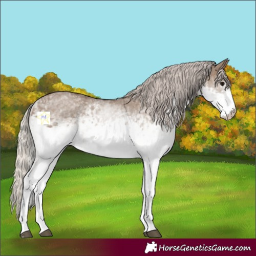 Horse Color:White Spotted Silver Grullo 