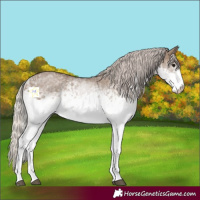 Horse Color:White Spotted Silver Grullo 