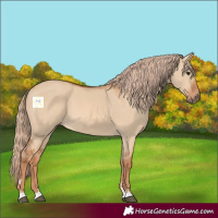 Horse Color:Red Dun 