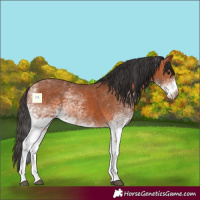 Horse Color:White Spotted Bay 