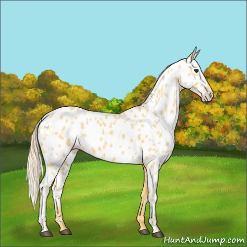Horse Color:Palomino Near Leopard 