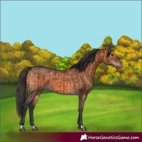 Horse Color:Brown Dun  and Brown 