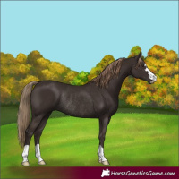 Horse Color:Liver Chestnut Rabicano 