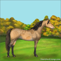 Horse Color:Buckskin Dun  and Buckskin Dun 