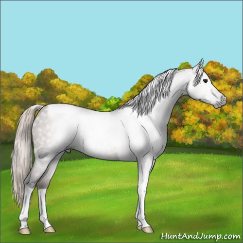 Horse Color:Gray Silver Grullo Roan Tobiano 