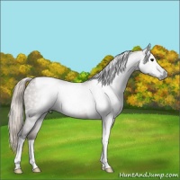 Horse Color:Gray Silver Grullo Roan Tobiano 