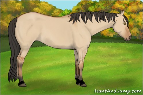 Horse Color:Void Bay Dun 
