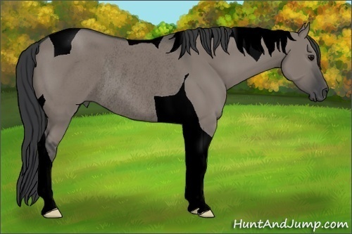 Horse Color:Void Grullo Tobiano Rabicano 