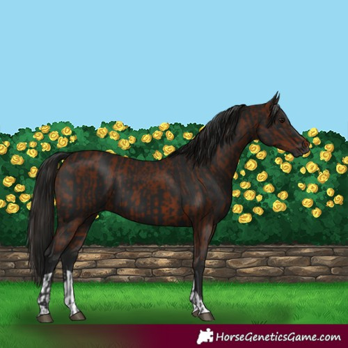 Horse Color:Gray Bay  and Gray Black 