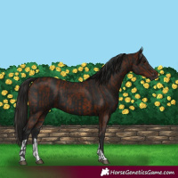 Horse Color:Gray Bay  and Gray Black 