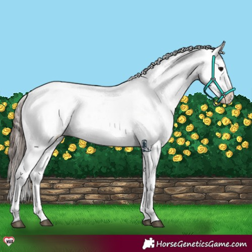Horse Color:Black Sabino Appaloosa 