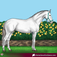 Horse Color:Black Sabino Appaloosa