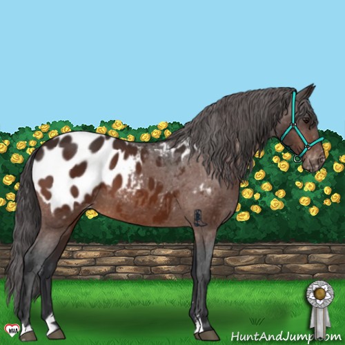 Horse Color:Brown Sabino Appaloosa 