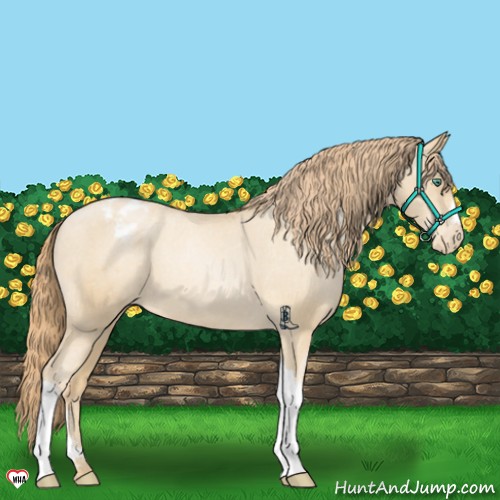 Horse Color:Smoky Black Pearl Appaloosa 