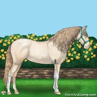 Horse Color:Smoky Black Pearl Appaloosa 