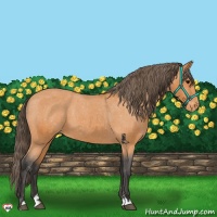 Horse Color:Bay Sabino Varnish 