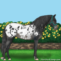 Horse Color:Black Appaloosa