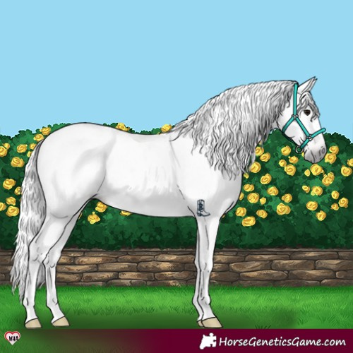 Horse Color:Gray Brown Blanket Rabicano 