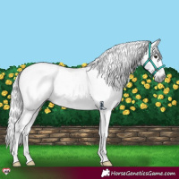 Horse Color:Gray Brown Blanket Rabicano 