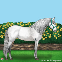 Horse Color:Gray Buckskin Sabino Varnish 