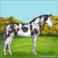 Horse Color:White Spotted Smoky Black Splash 