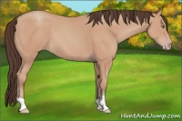 Horse Color:Sable Champagne 
