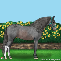 Horse Color:Brown Appaloosa 