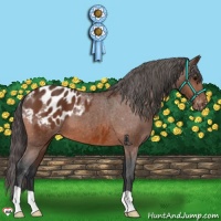 Horse Color:Bay Appaloosa