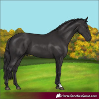 Horse Color:Smoky Black 