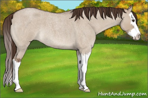 Horse Color:Liver Red Dun Roan Splash 