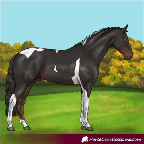 Horse Color:Liver Chestnut Tobiano 