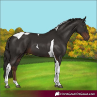 Horse Color:Liver Chestnut Tobiano 