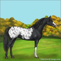 Horse Color:Black Appaloosa 