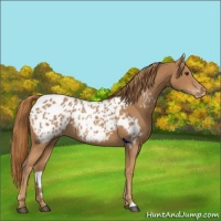 Horse Color:Chestnut Near Leopard 
