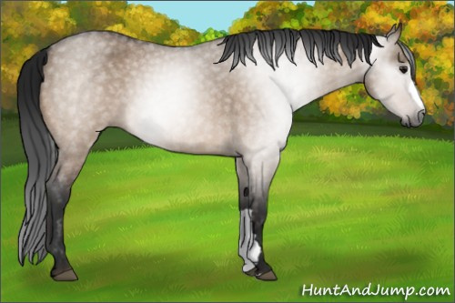 Horse Color:Gray Bay Roan Dun 