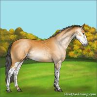 Horse Color:Gray Buckskin Sabino