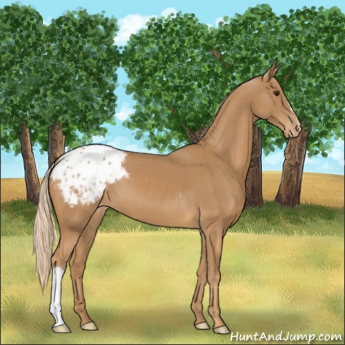 Horse Color:Chestnut Appaloosa 